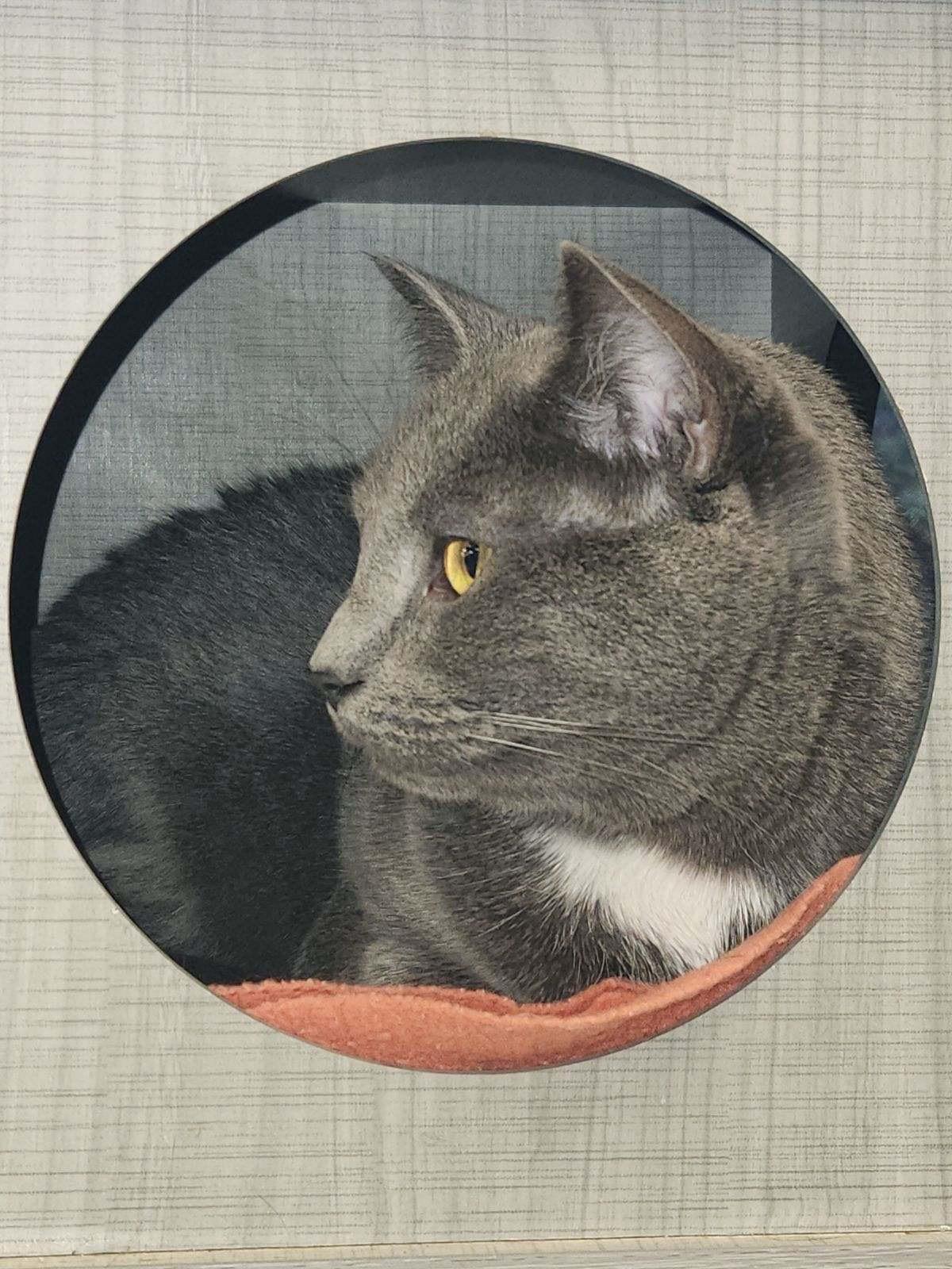 Ardesia, a Adoptable American Shorthair in Hamburg, NY image 3/5