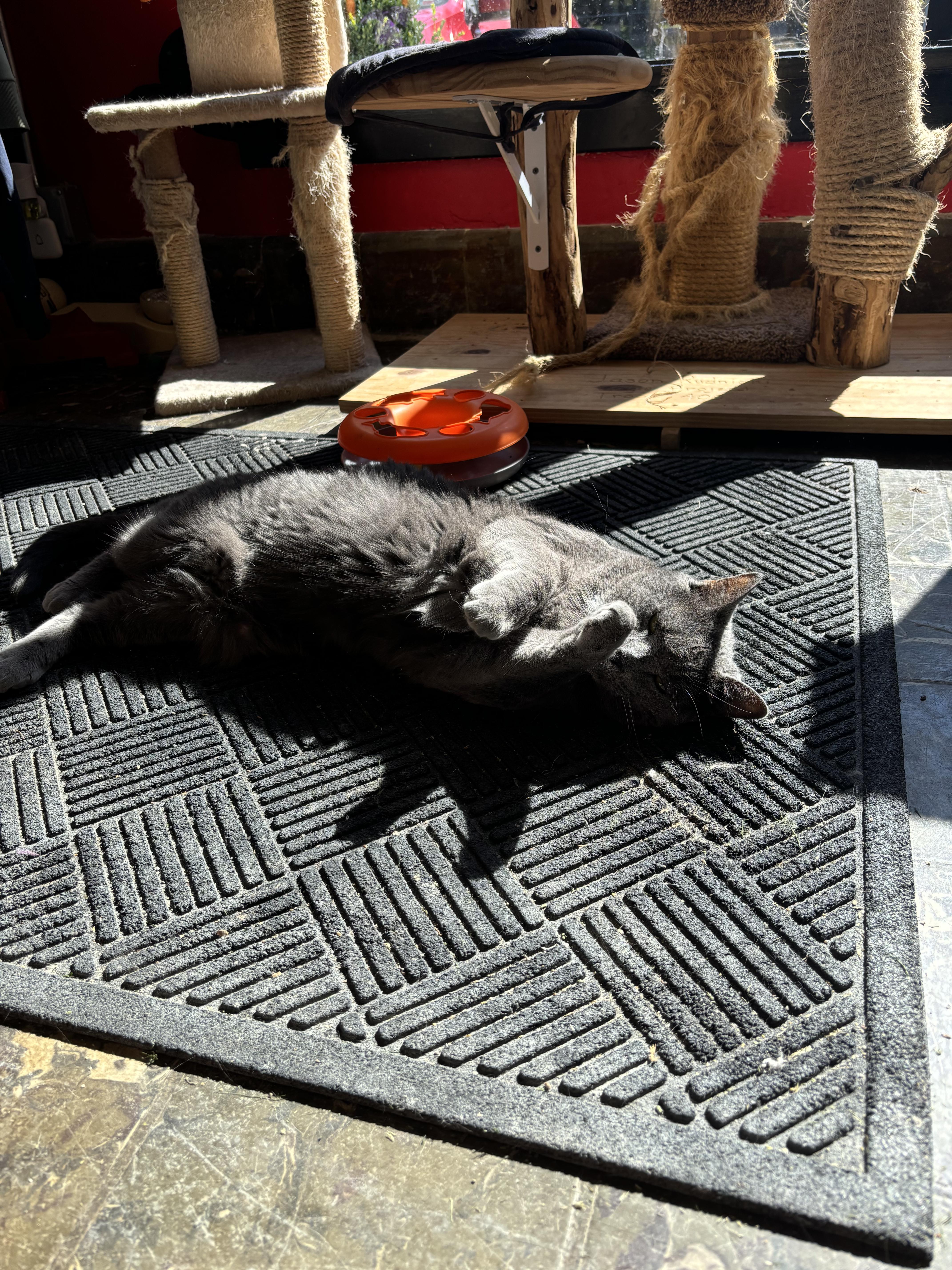 Ardesia, a Adoptable American Shorthair in Hamburg, NY image 4/5