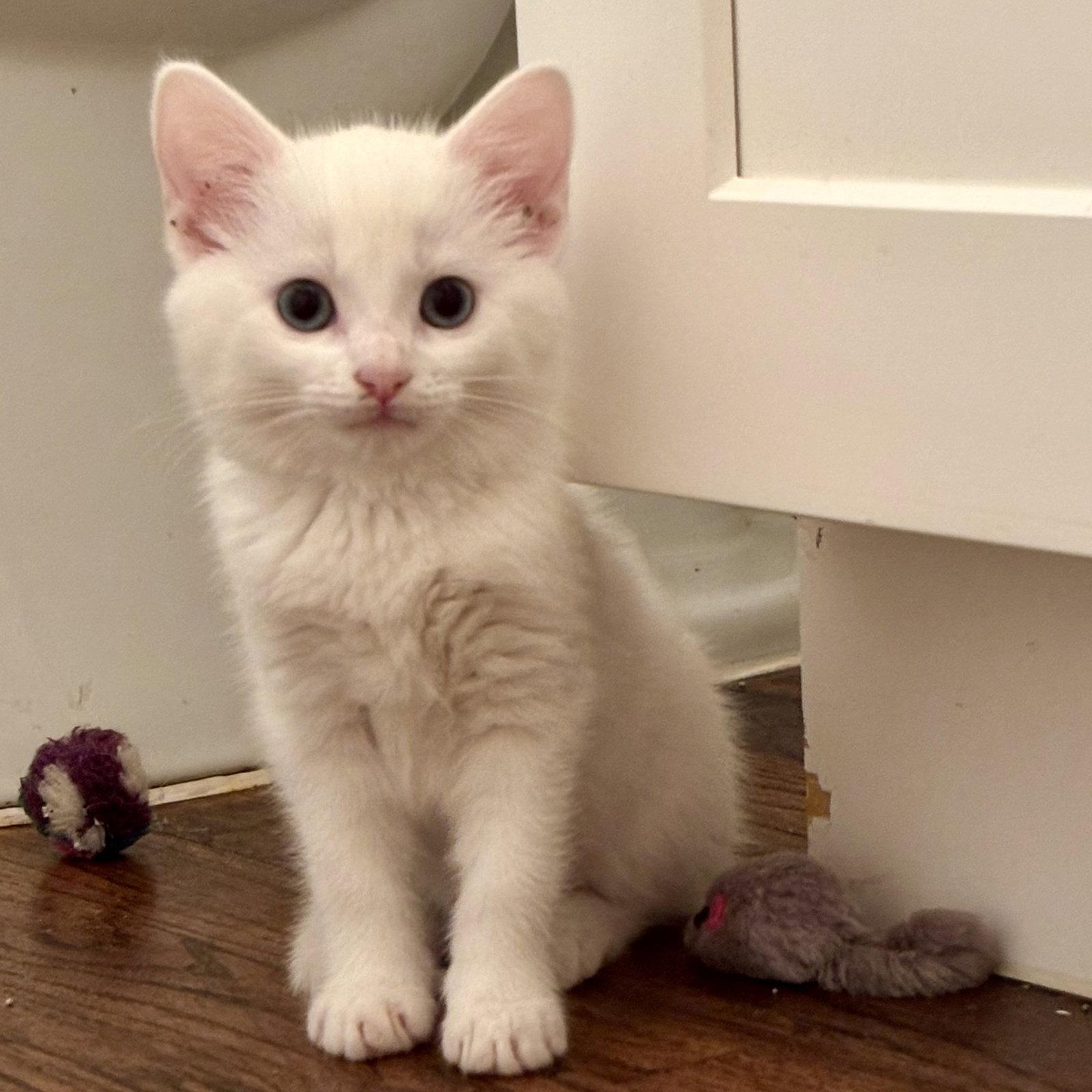 Cadence, Adoptable, Kitten Female Domestic Short Hair.