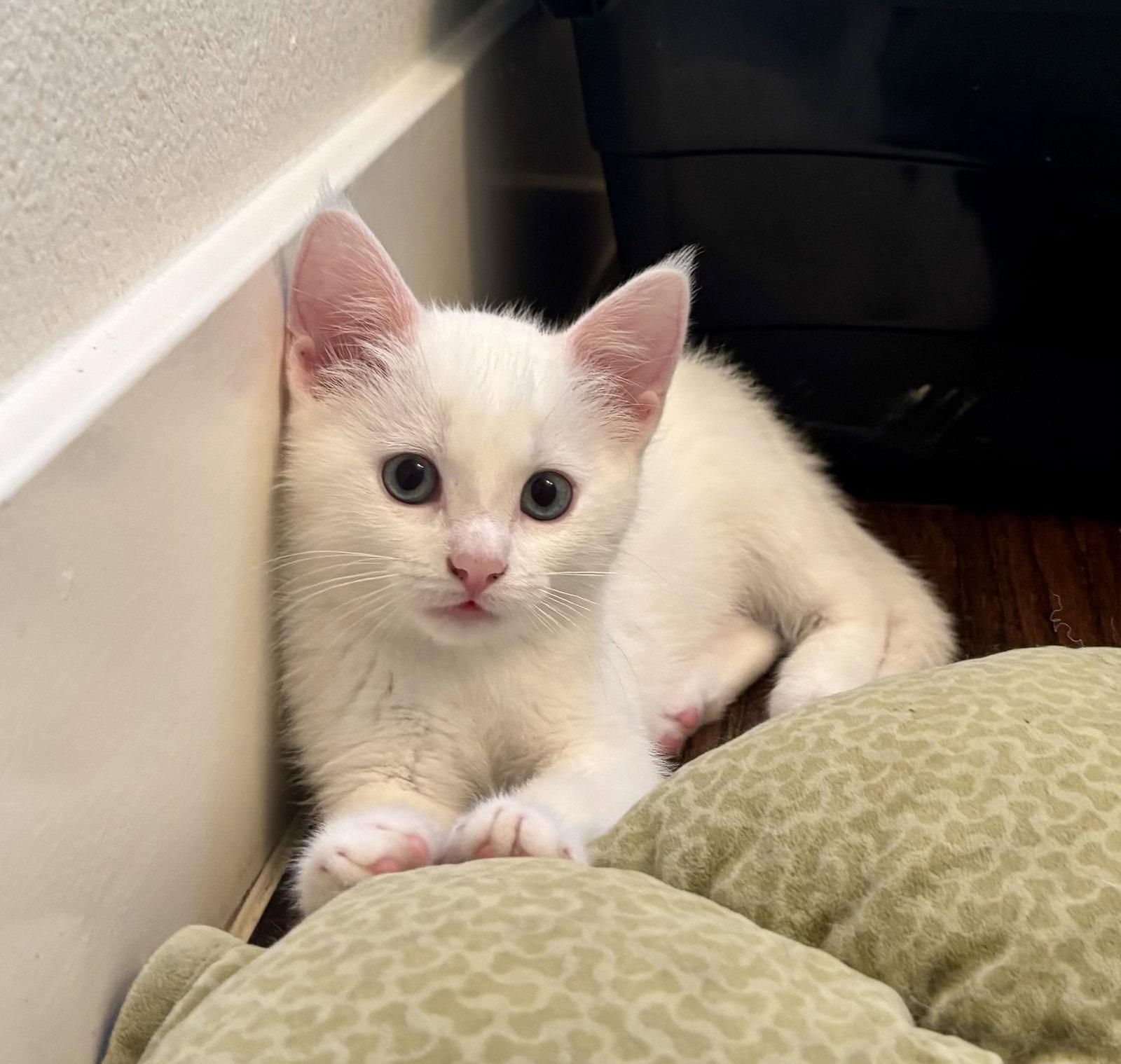 Cadence, a Adoptable Domestic Short Hair in Garland, TX image 2/3