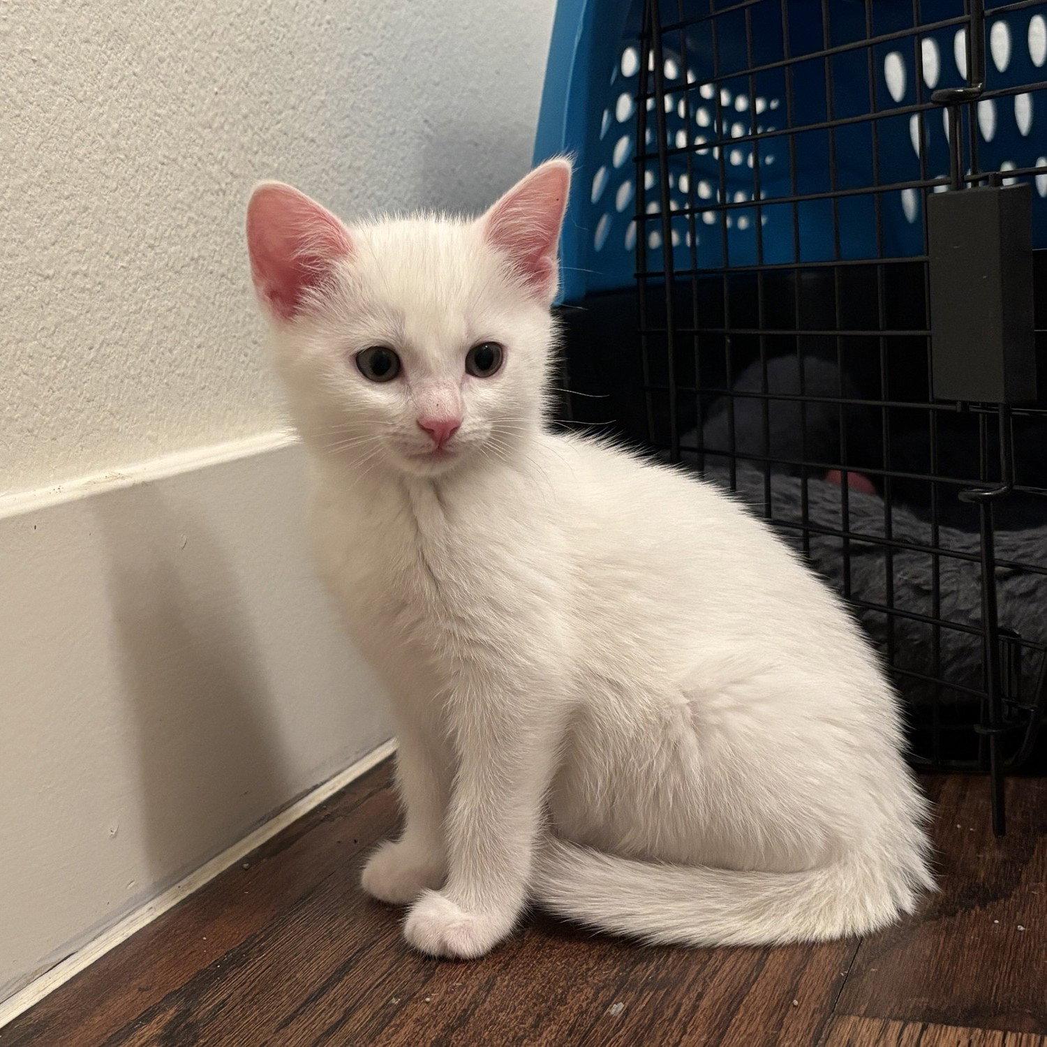 Cadence, a Adoptable Domestic Short Hair in Garland, TX image 3/3