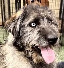 Enlarge Sprinkles, a Adoptable mixed breed in San Luis, CO image 1/3