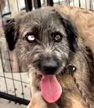Sprinkles, an adoptable Terrier in San Luis, CO, 81152 | Photo Image 2