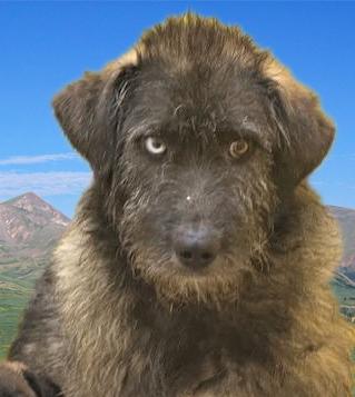Sprinkles, an adoptable Terrier in San Luis, CO, 81152 | Photo Image 1