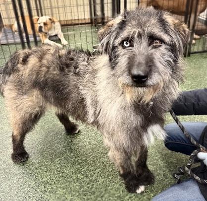 Enlarge Sprinkles, a Adoptable mixed breed in San Luis, CO image 3/3