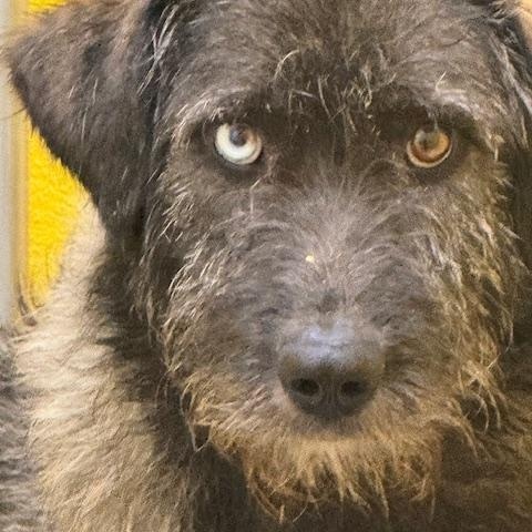 Sprinkles, an adoptable Terrier in San Luis, CO, 81152 | Photo Image 3