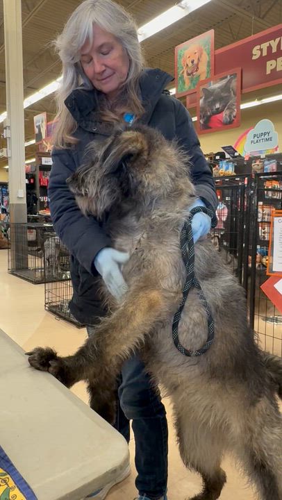 Enlarge Sprinkles, a Adoptable mixed breed in San Luis, CO video 2/3