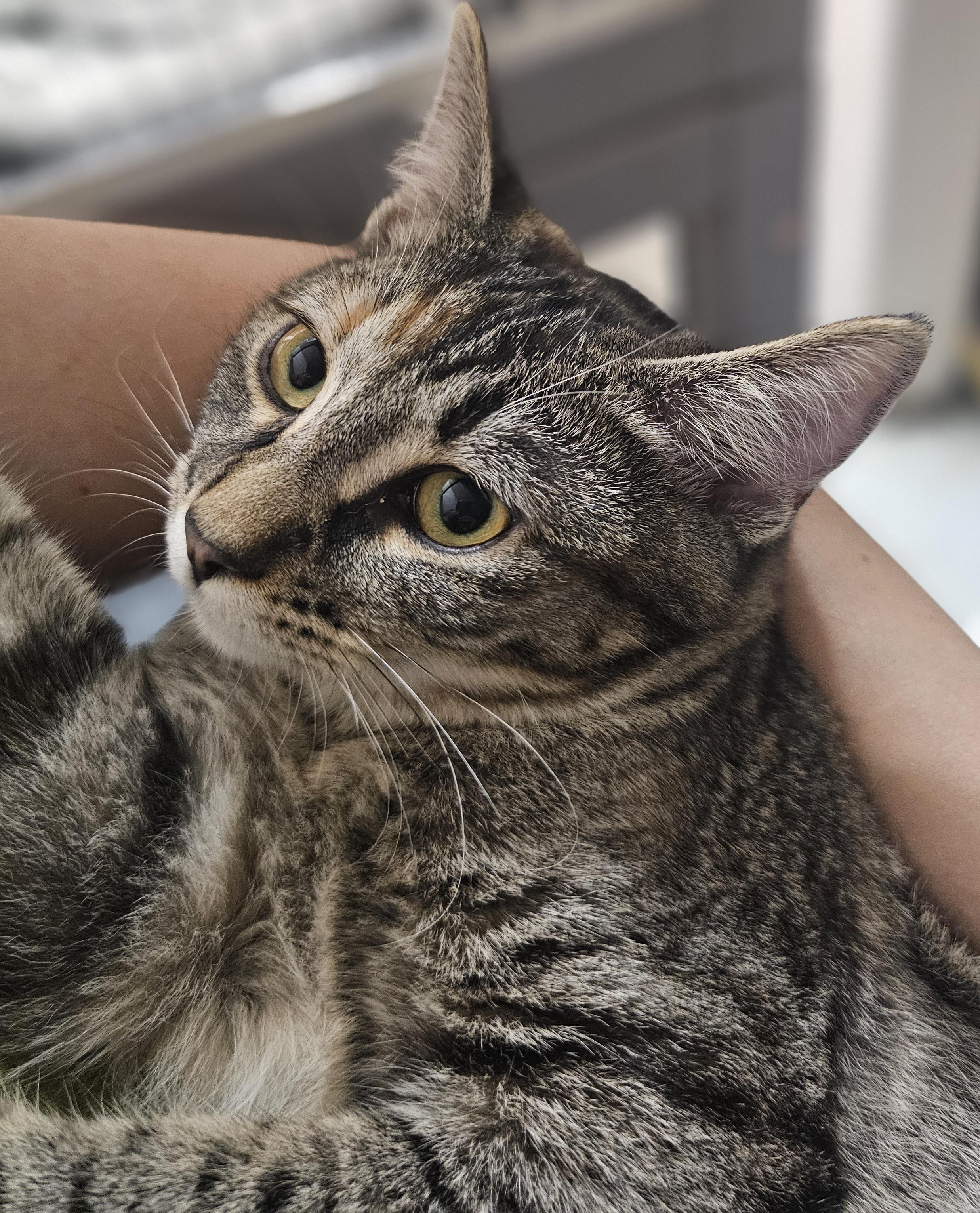 Aspen, Adopted, Young Female Domestic Short Hair.