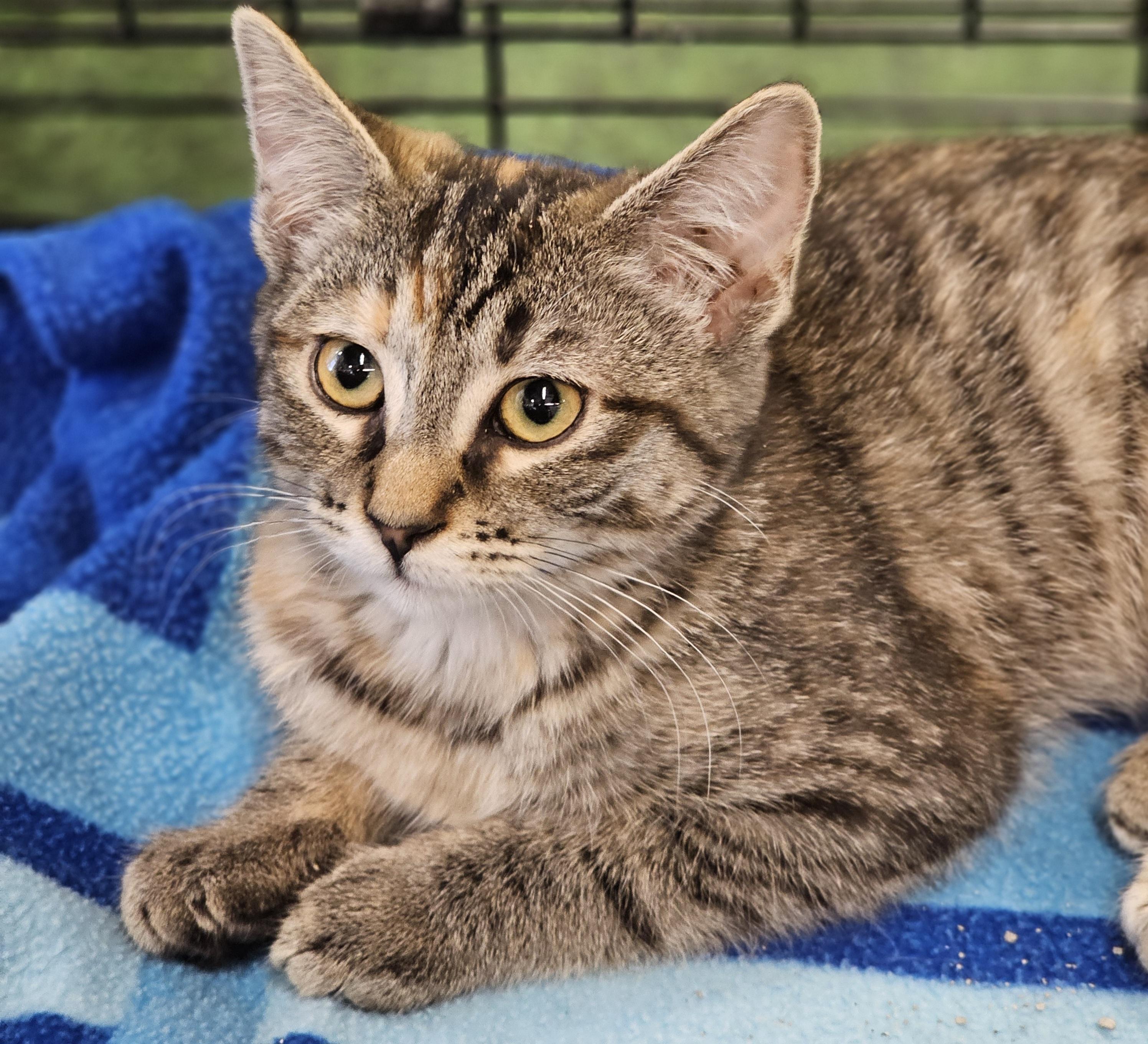 Enlarge Aspen, a Adopted Domestic Short Hair in Kalama, WA image 2/3