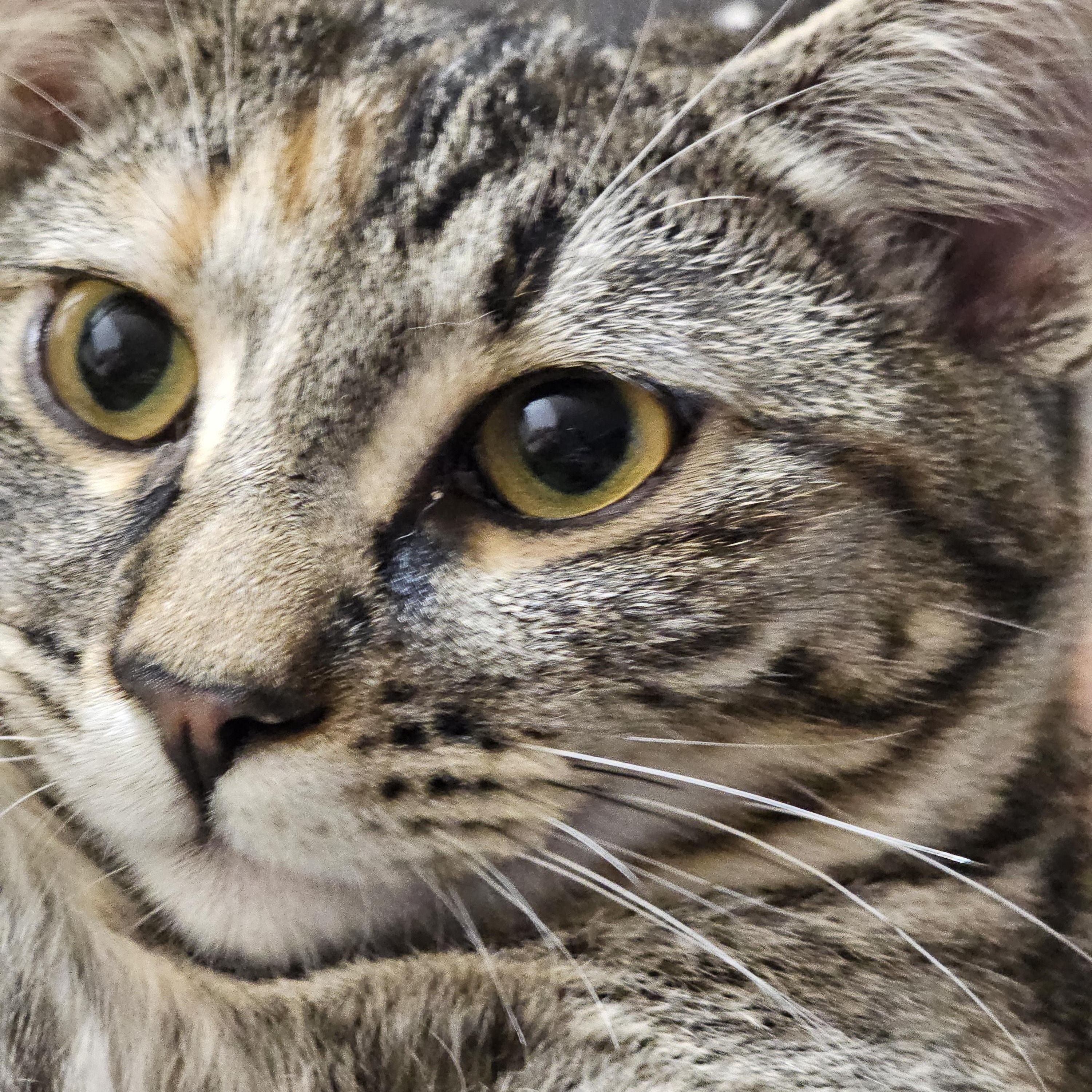 Enlarge Aspen, a Adopted Domestic Short Hair in Kalama, WA image 3/3