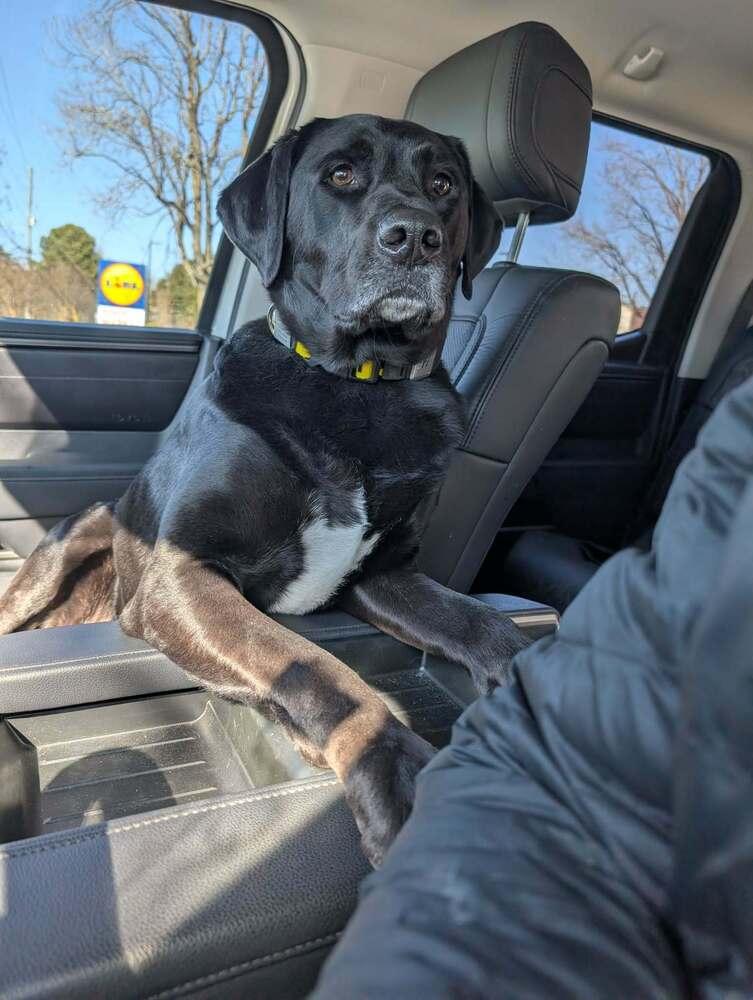 Enlarge Gravy, a Adoptable mixed breed in Wendell, NC image 1/5