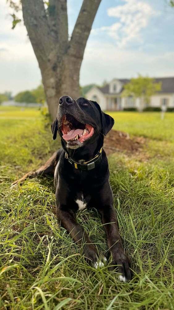 Enlarge Gravy, a Adoptable mixed breed in Wendell, NC image 2/6