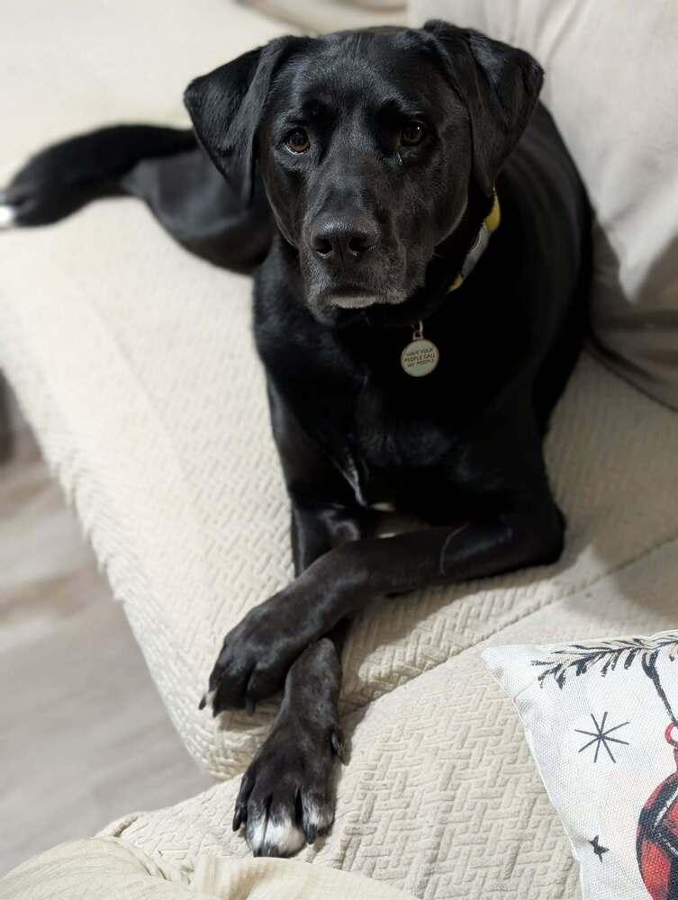 Enlarge Gravy, a Adoptable mixed breed in Wendell, NC image 2/5