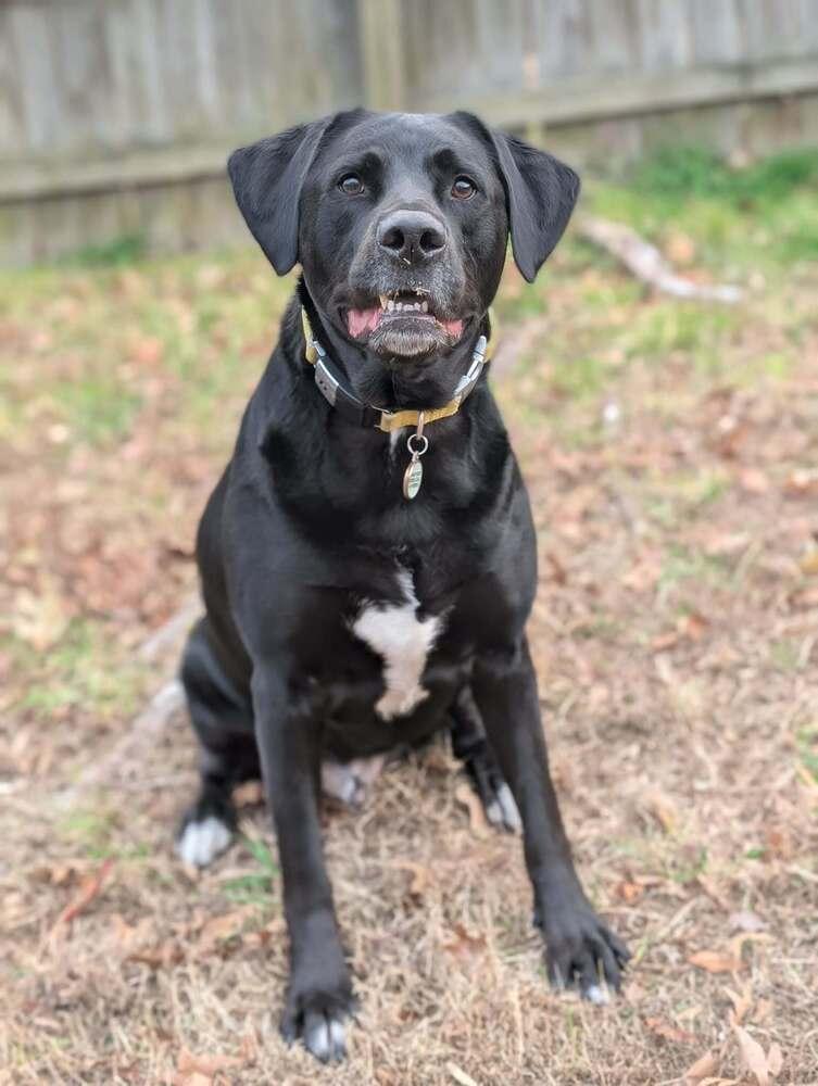 Enlarge Gravy, a Adoptable mixed breed in Wendell, NC image 3/5
