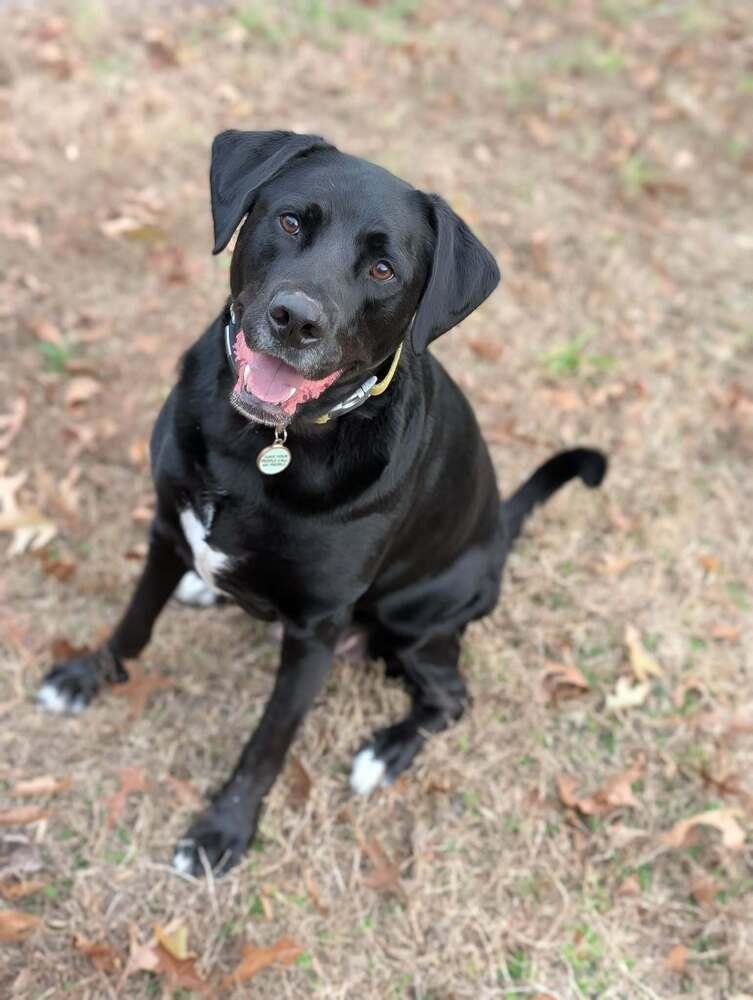 Enlarge Gravy, a Adoptable mixed breed in Wendell, NC image 4/5