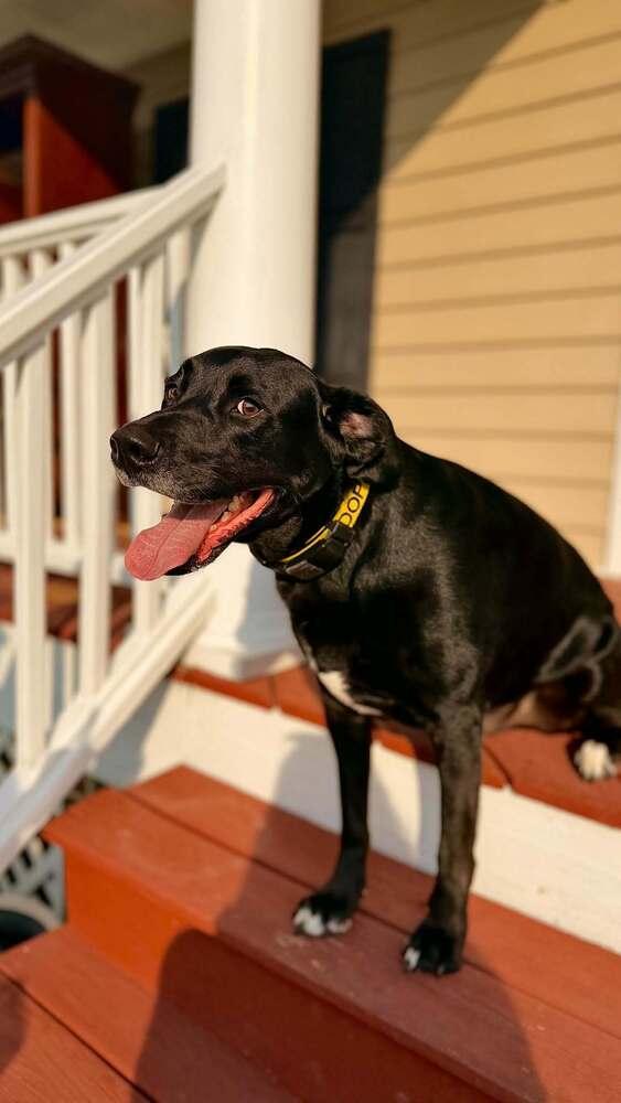 Enlarge Gravy, a Adoptable mixed breed in Wendell, NC image 5/6