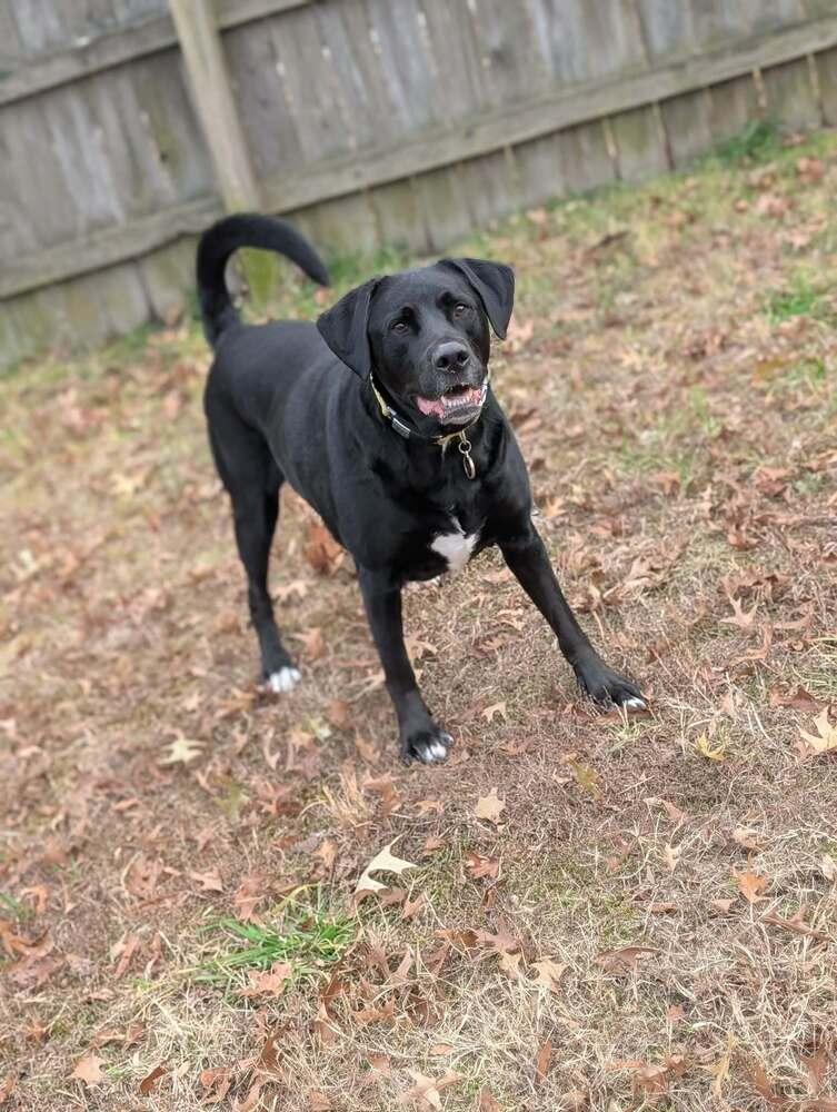 Enlarge Gravy, a Adoptable mixed breed in Wendell, NC image 5/5