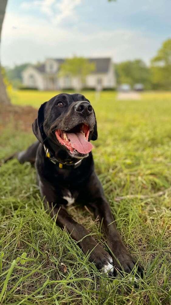 Enlarge Gravy, a Adoptable mixed breed in Wendell, NC image 6/6