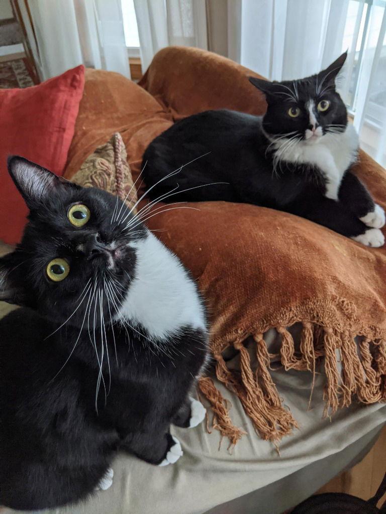 Boots, a Adoptable Domestic Short Hair in Battle Ground, WA image 1/3