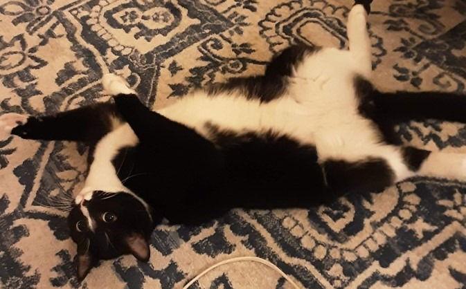 Boots, Adoptable, Adult Male Domestic Short Hair.