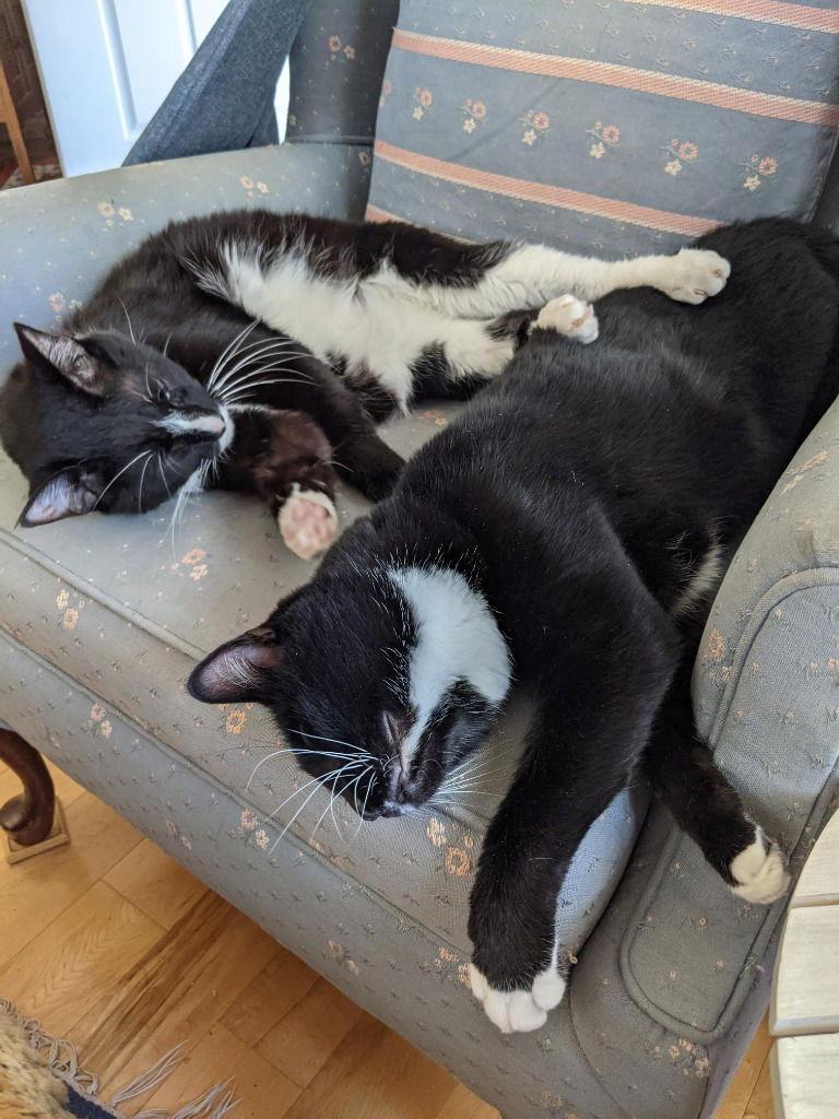 Enlarge Boots, a Adoptable Domestic Short Hair in Battle Ground, WA image 2/3