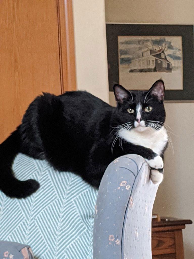 Enlarge Boots, a Adoptable Domestic Short Hair in Battle Ground, WA image 3/3