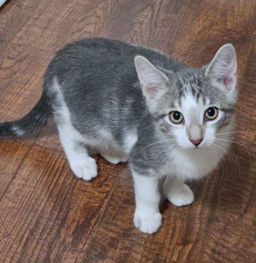 Enlarge Mike, a Adoptable mixed breed in Anaheim Hills, CA image 1/3