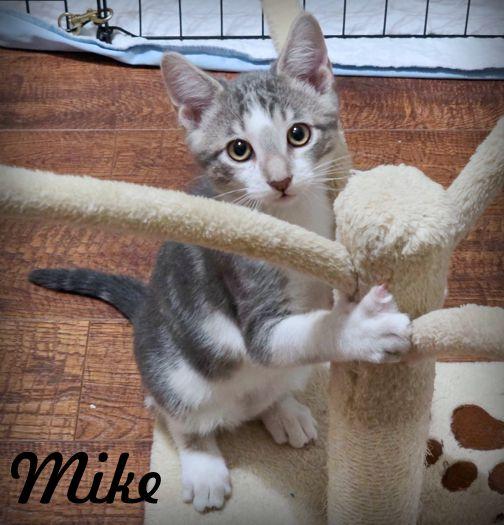 Enlarge Mike, a Adoptable mixed breed in Anaheim Hills, CA image 2/3