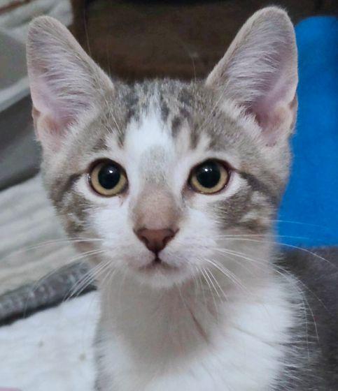 Enlarge Mike, a Adoptable mixed breed in Anaheim Hills, CA image 3/3