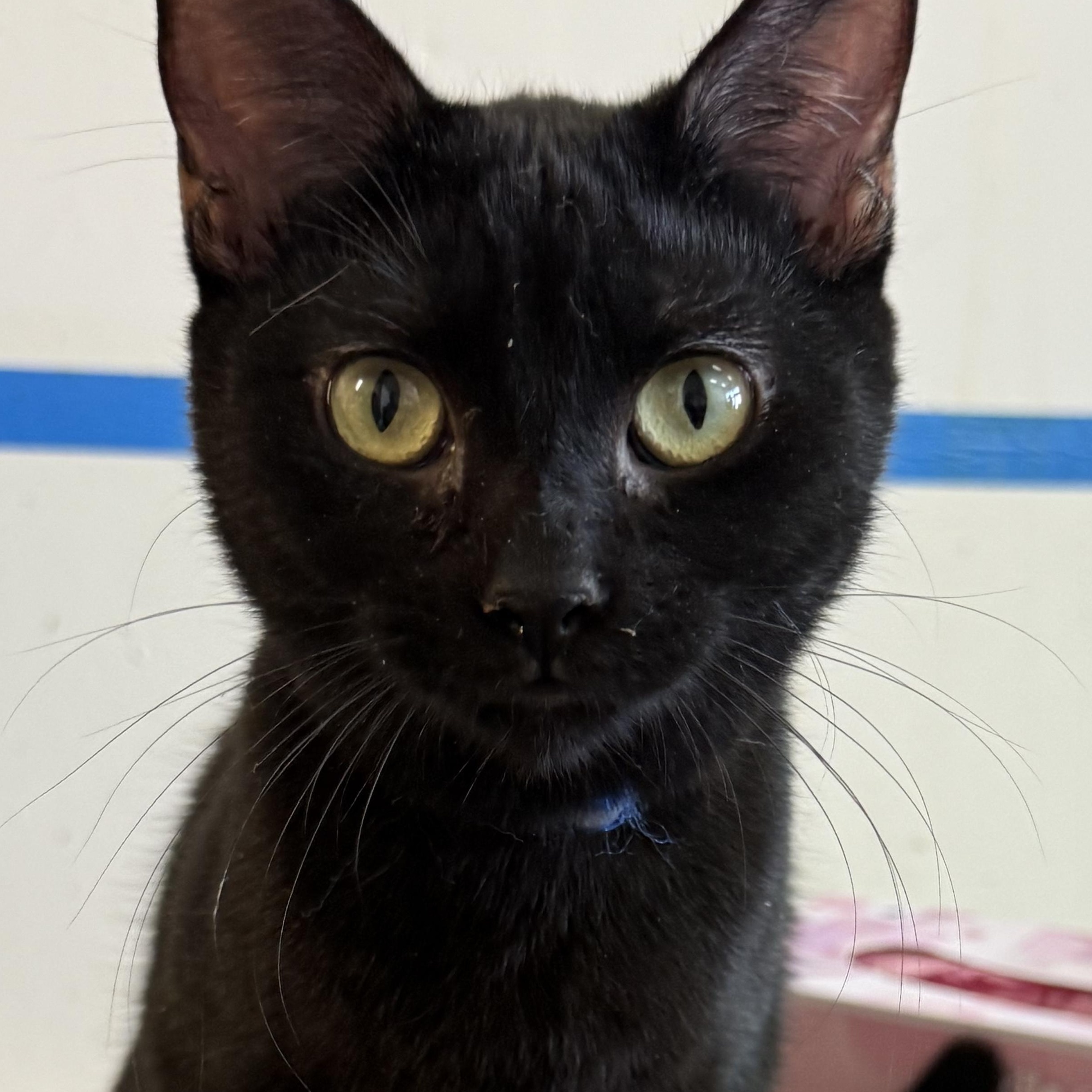 Enlarge Morticia, a Adoptable Domestic Short Hair in Crockett, CA image 1/1