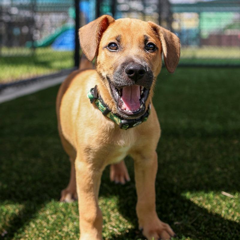 Enlarge Punk Rock, a Adoptable Mixed Breed in Bradenton, FL image 1/3