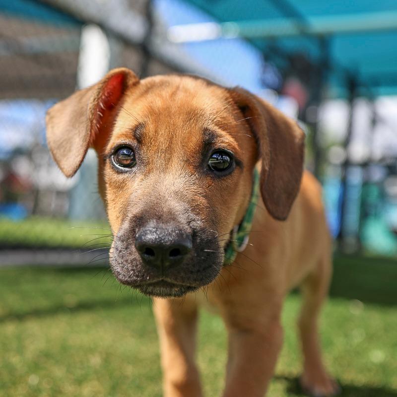 Enlarge Punk Rock, a Adoptable Mixed Breed in Bradenton, FL image 2/3
