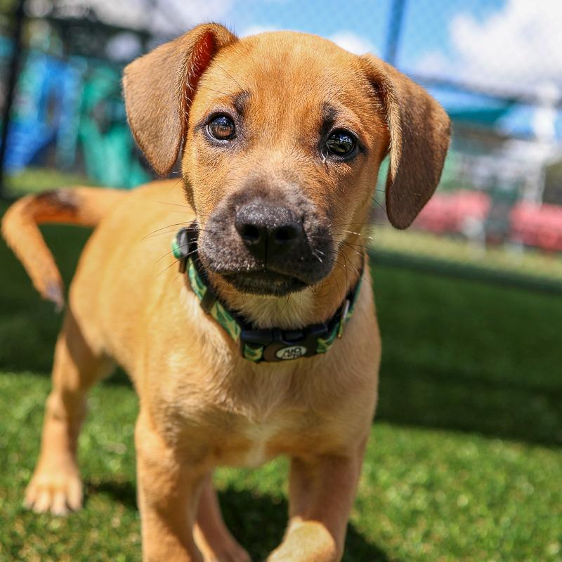 Enlarge Punk Rock, a Adoptable Mixed Breed in Bradenton, FL image 3/3