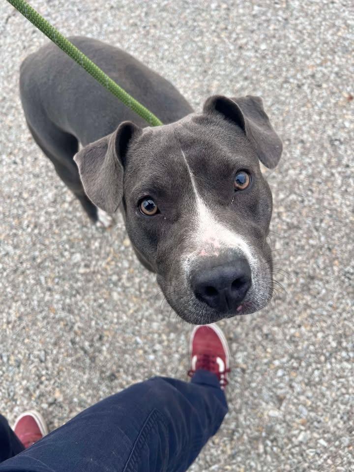 Gloria, Adoptable, Young Female Pit Bull Terrier.