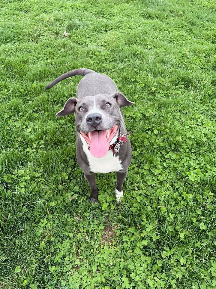 Gloria, a Adoptable Pit Bull Terrier in Greensburg, IN image 2/2