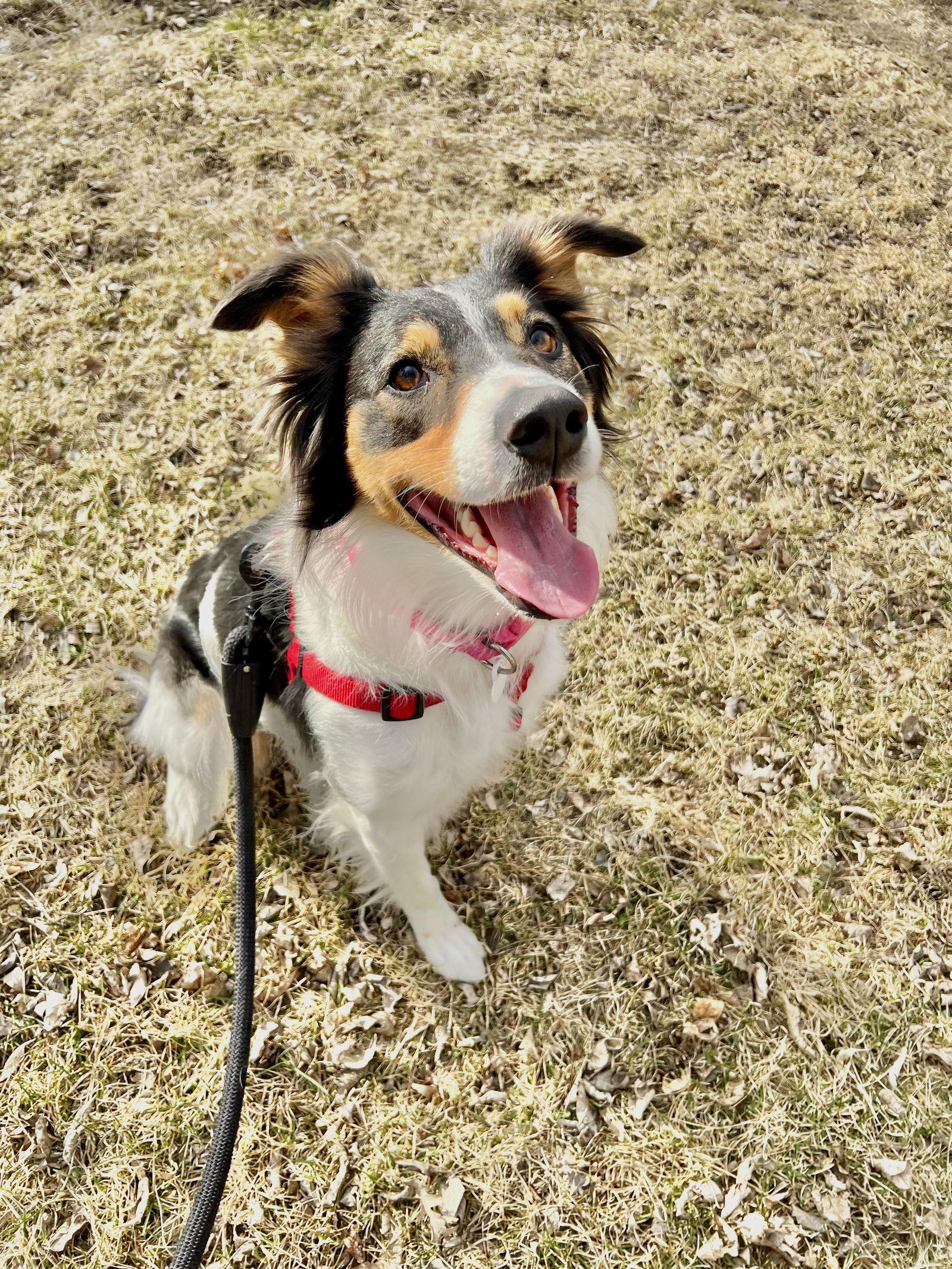 Sue, Adopted, Adult Female Australian Shepherd.