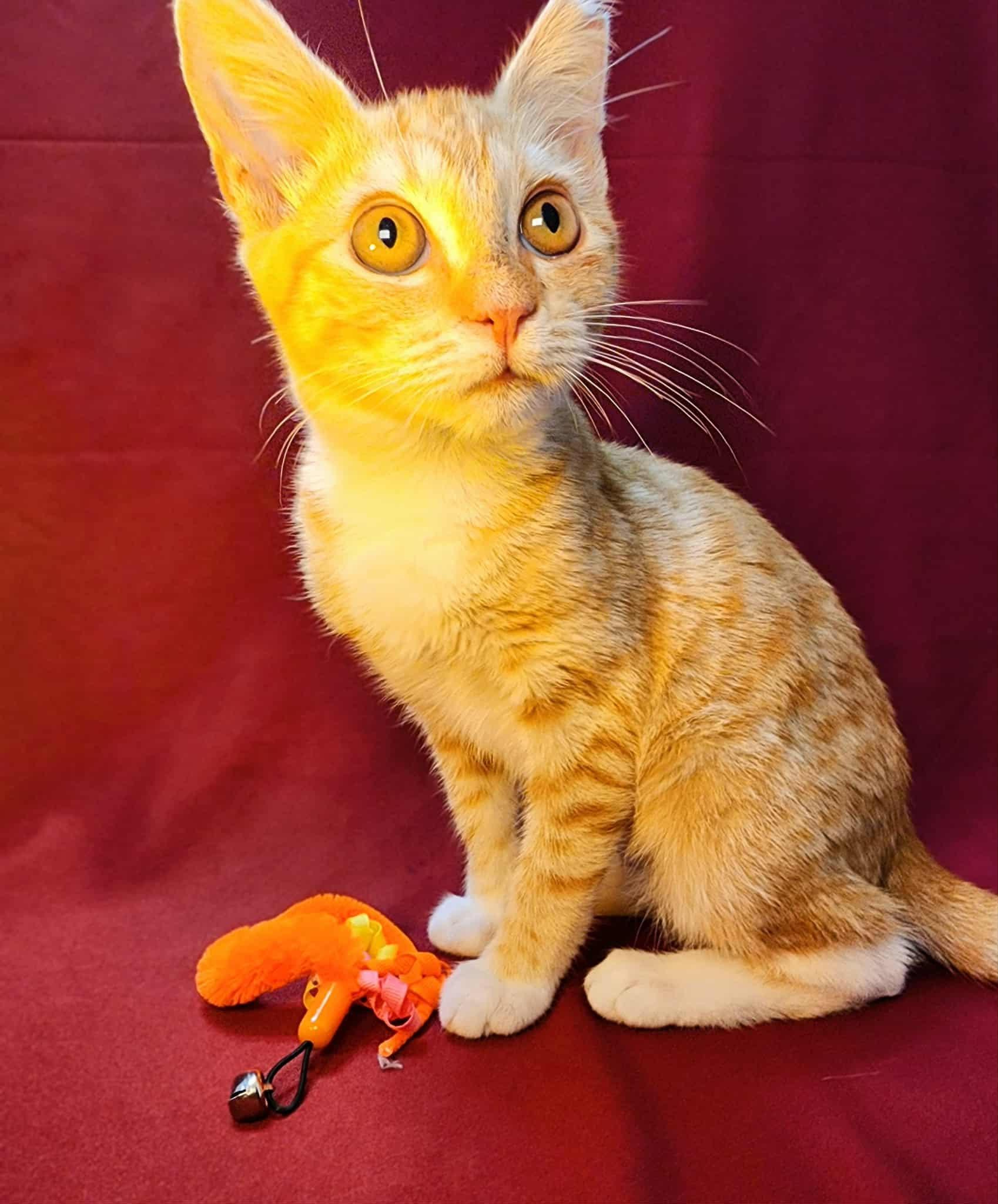 Miffy, Adoptable, Kitten Female American Shorthair.