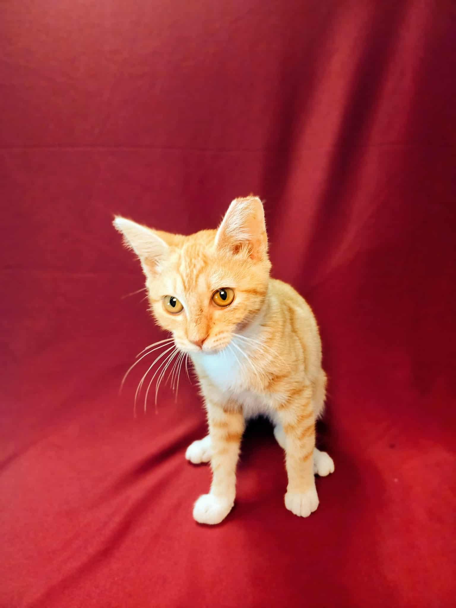 Enlarge Miffy, a Adoptable American Shorthair in Hayward, CA image 2/6