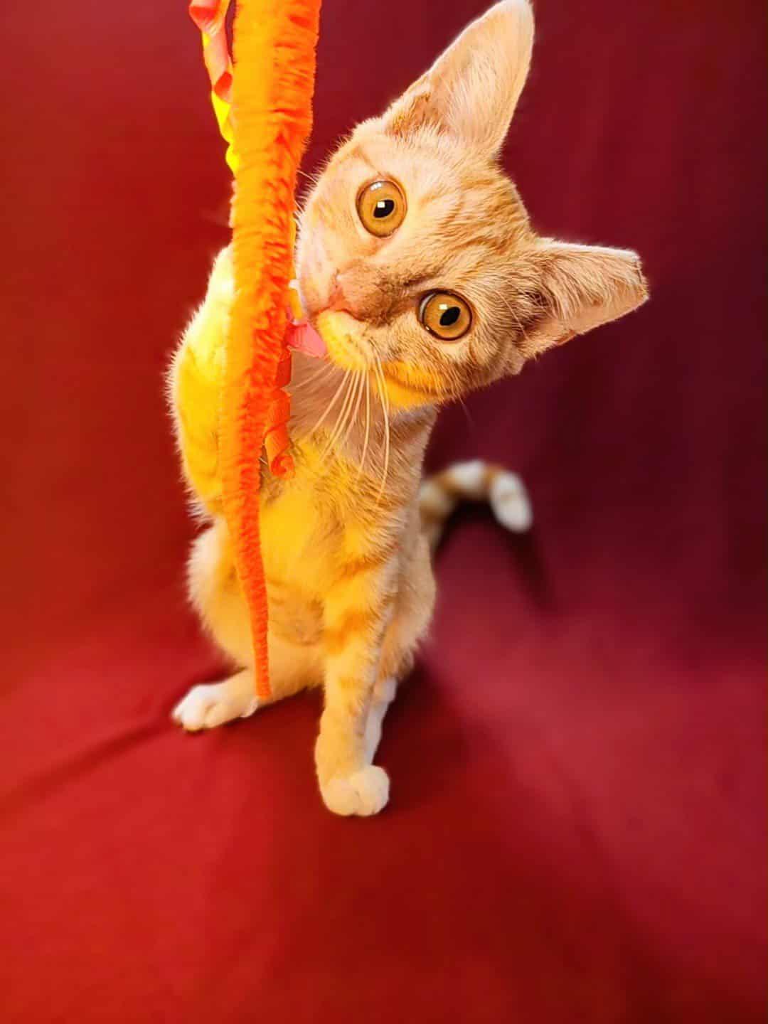 Enlarge Miffy, a Adoptable American Shorthair in Hayward, CA image 4/6