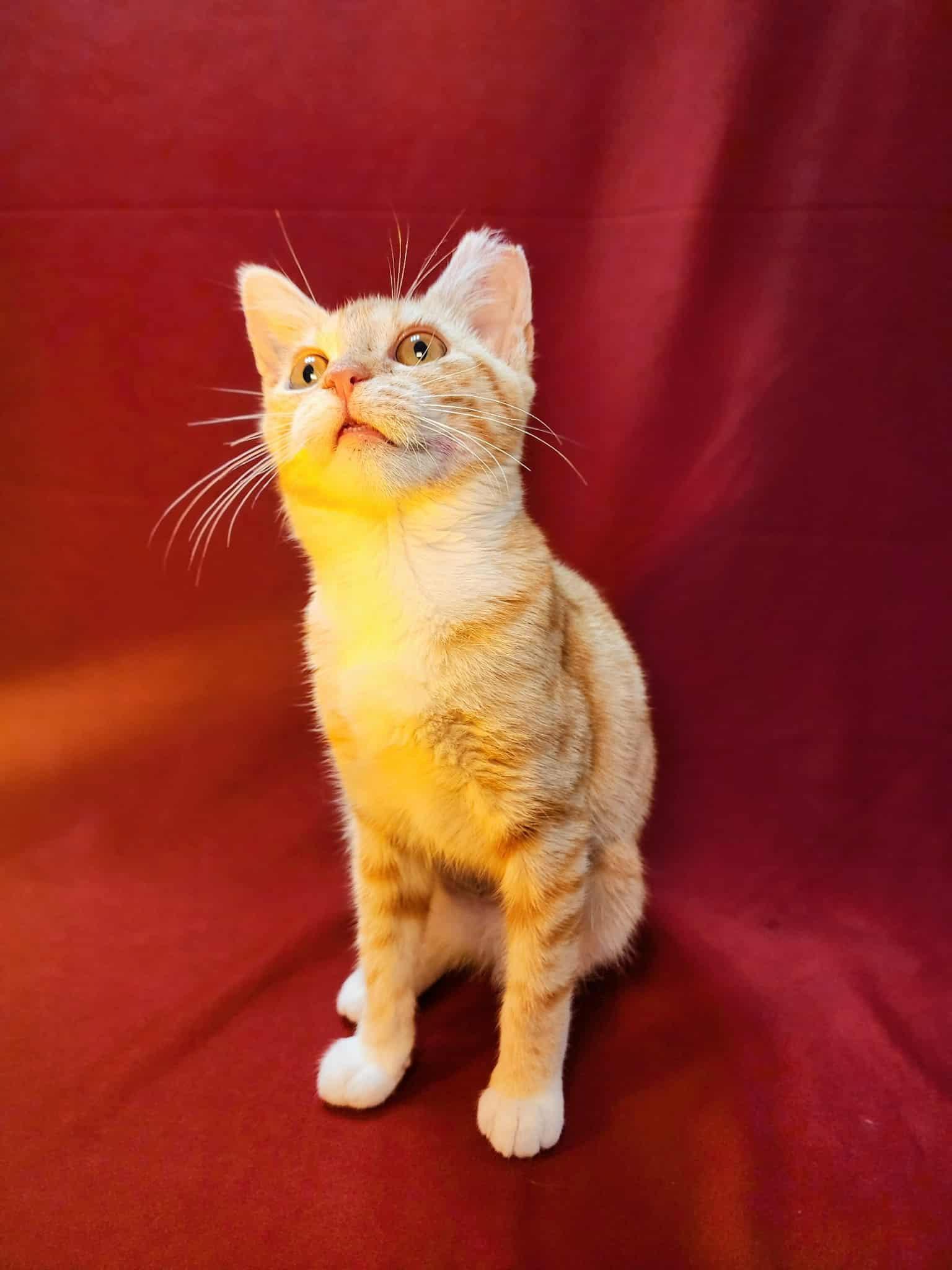 Enlarge Miffy, a Adoptable American Shorthair in Hayward, CA image 5/6