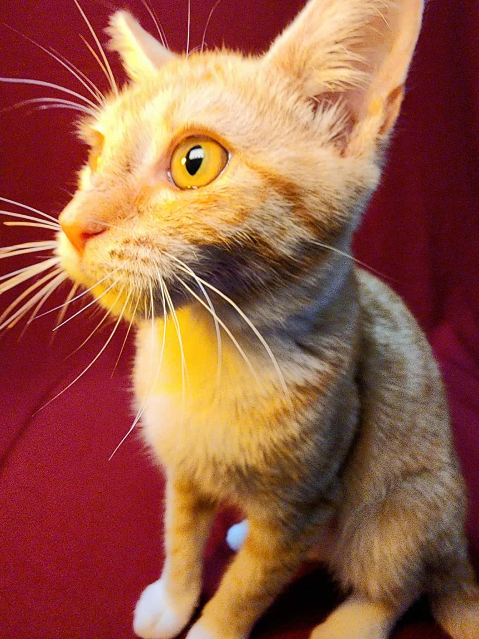 Enlarge Miffy, a Adoptable American Shorthair in Hayward, CA image 6/6