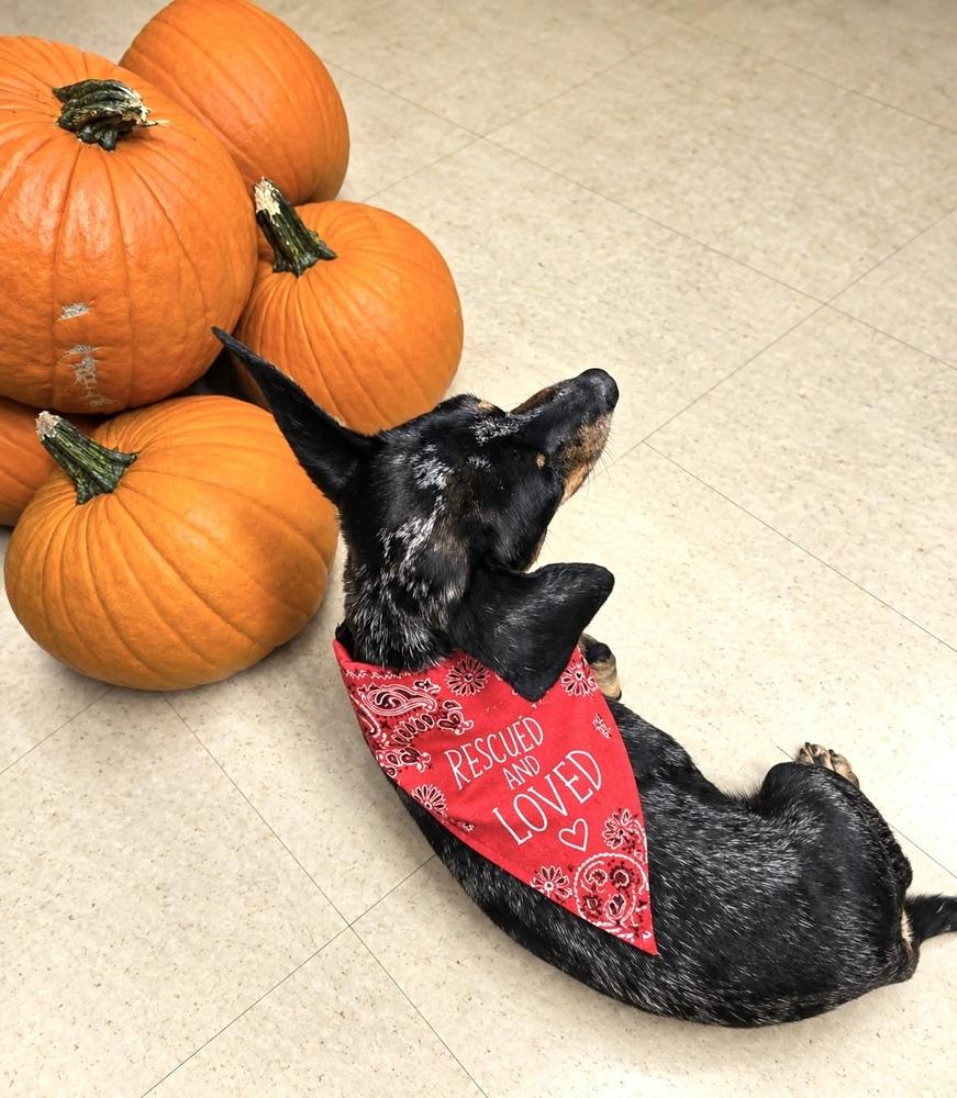 Casanove, Adoptable, Adult Male Dachshund.