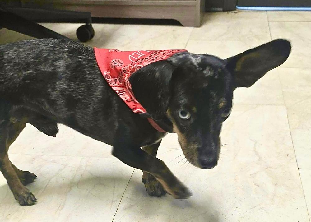 Enlarge Casanove, a Adoptable Dachshund in Syracuse, NY image 2/6