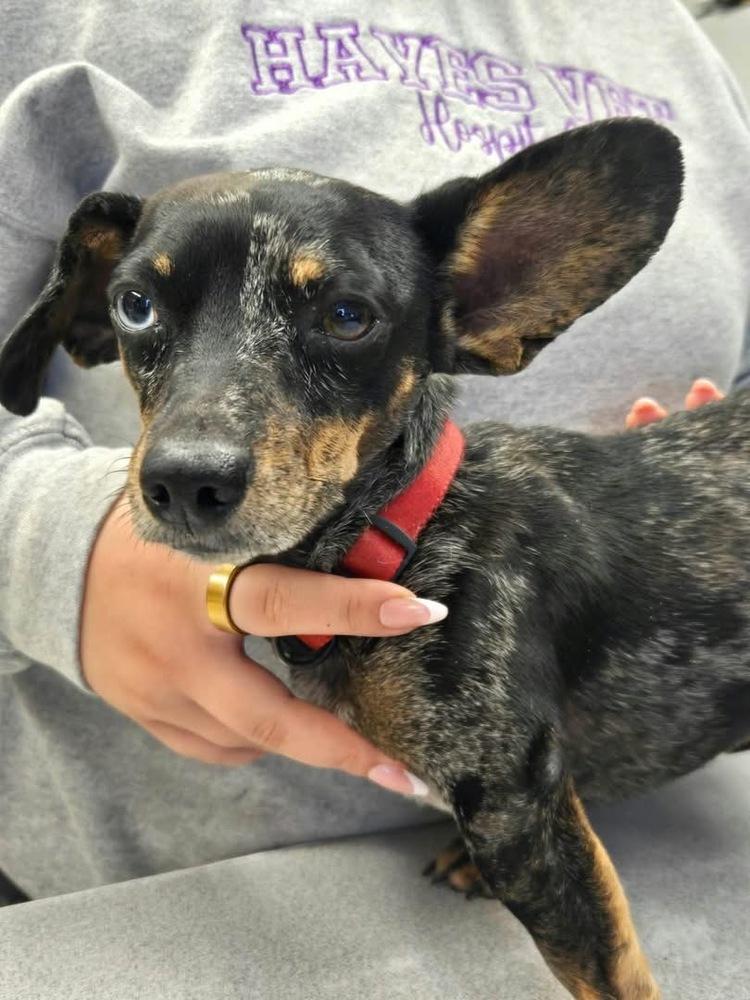Enlarge Casanove, a Adoptable Dachshund in Syracuse, NY image 3/6