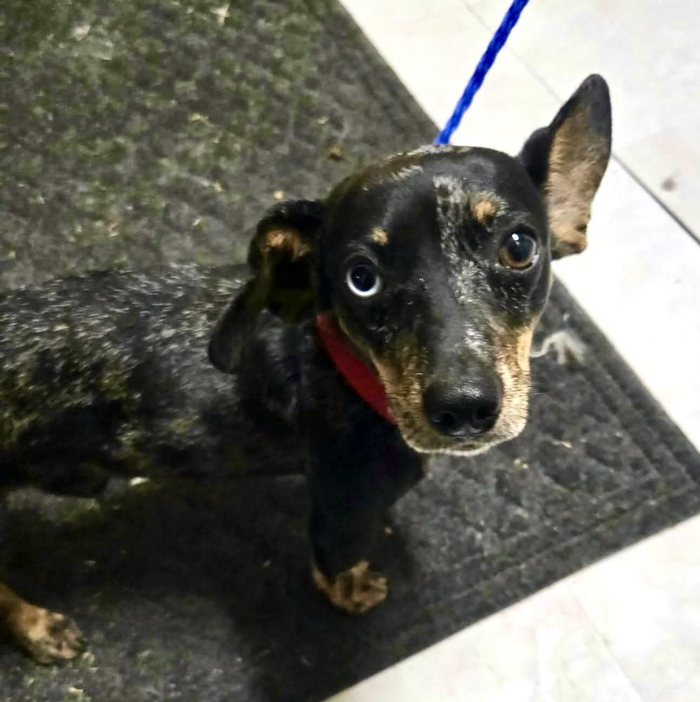 Enlarge Casanove, a Adoptable Dachshund in Syracuse, NY image 4/6