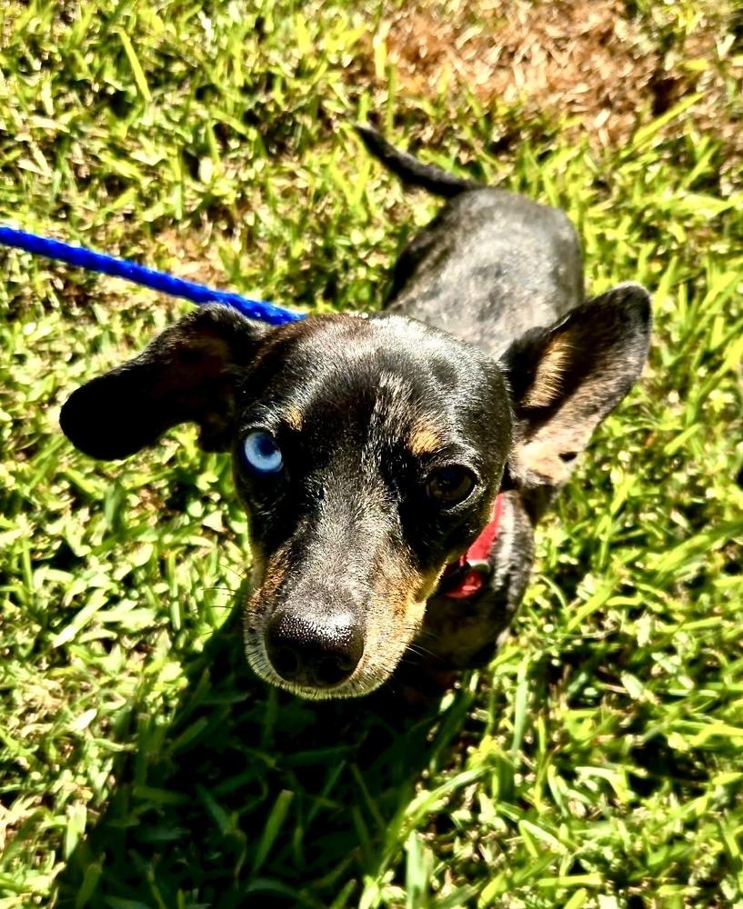Enlarge Casanove, a Adoptable Dachshund in Syracuse, NY image 5/6