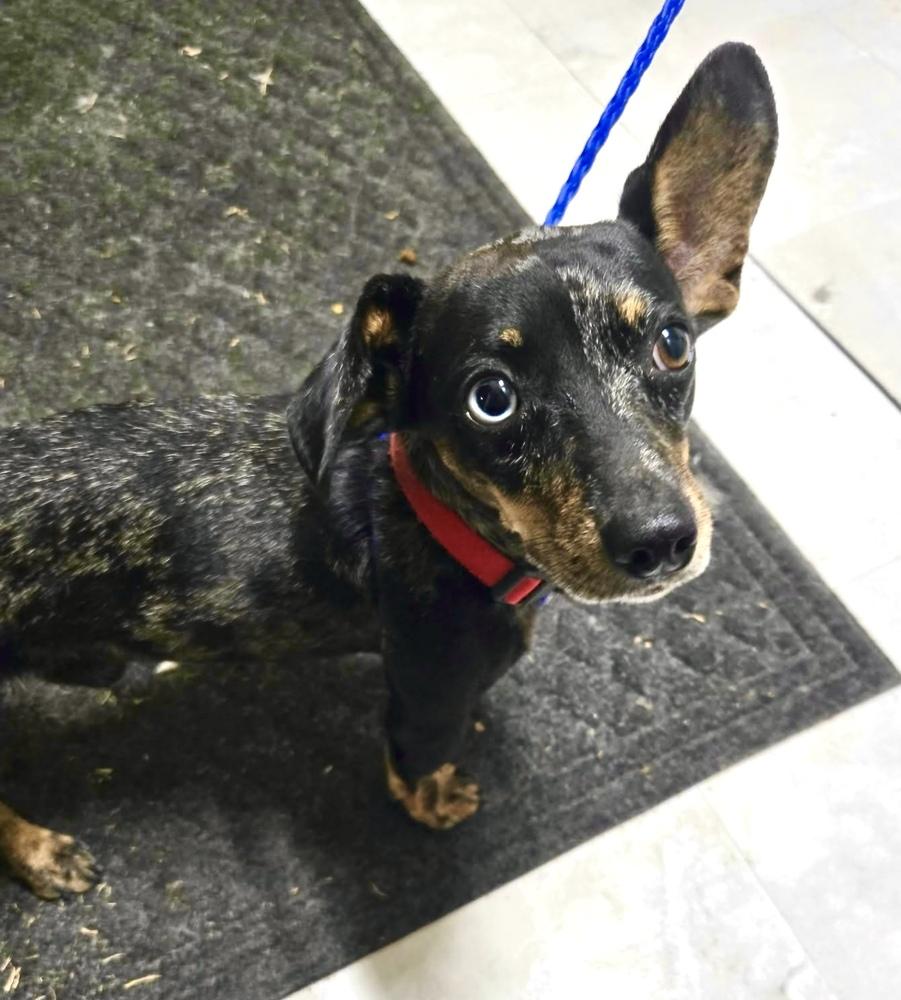 Enlarge Casanove, a Adoptable Dachshund in Syracuse, NY image 6/6