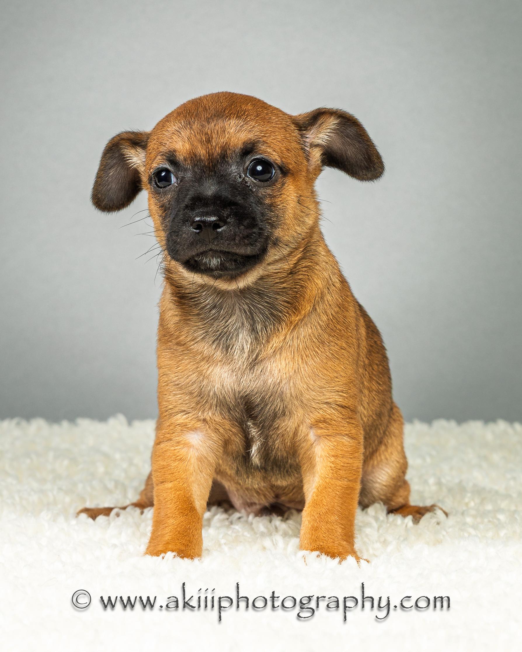 Dewey - Puppy - Coming Late August, ADOPTABLE, Puppy Male Chihuahua.