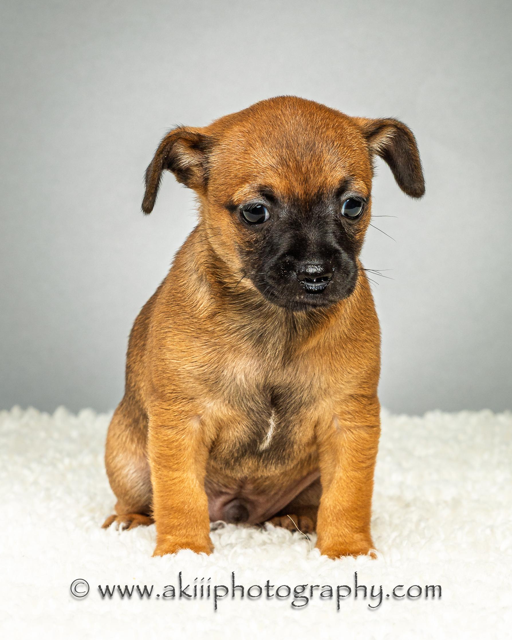 Dewey - Puppy - Coming Late August, a ADOPTABLE Chihuahua in Plano, TX image 4/6