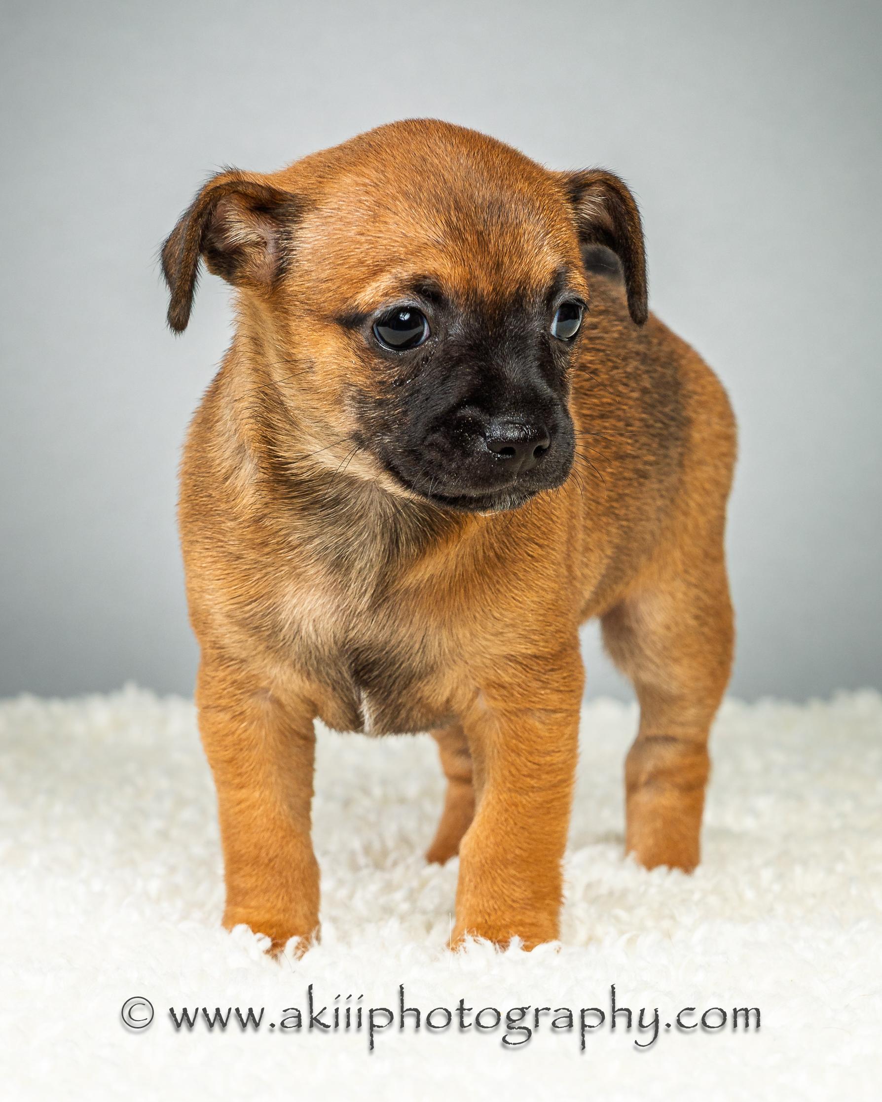 Dewey - Puppy - Coming Late August, a ADOPTABLE Chihuahua in Plano, TX image 3/6